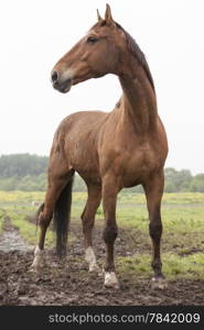 brown horse standing in meadow with pricked ears