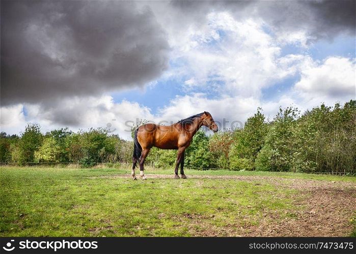 Brown horse standing on a green field in cloudy weather in the summer