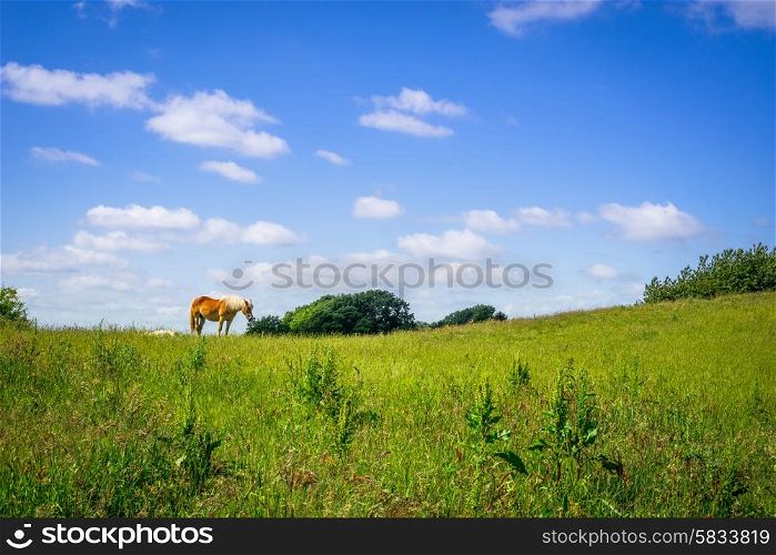 Brown horse standing on an idyllic green field