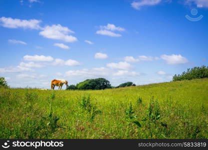 Brown horse standing on an idyllic green field