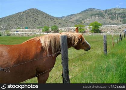 Brown horse with a blonde mane scratching its neck on a fence post in the Nevada high desert,. Brown Horse