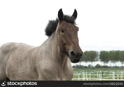 brown horse with clouded sky as background