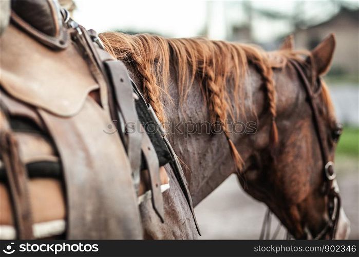 Brown Horse with Dark Leather Saddle Ready to Ride in Rodeo Close Up