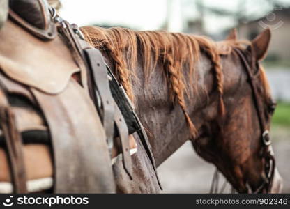 Brown Horse with Dark Leather Saddle Ready to Ride in Rodeo Close Up