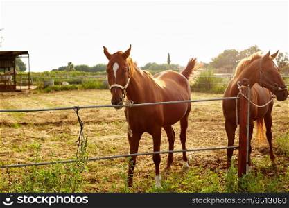 Brown horses at sunrise grazing. Brown horses at sunrise grazing near stable