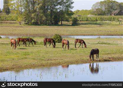 brown horses graze in floodplanes on sunny morning near river rhine in vicinity of utrecht in the netherlands