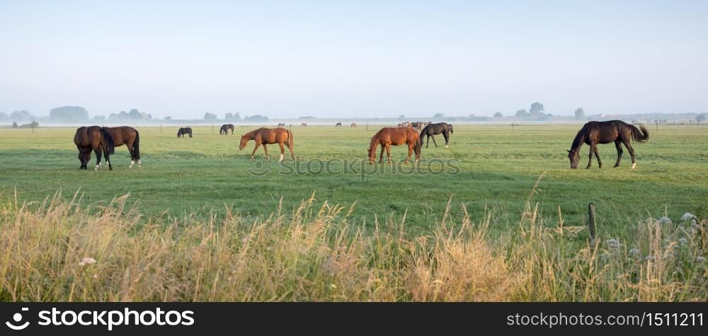 brown horses graze in green meadow under blue sky in warm morning light near utrecht in the netherlands
