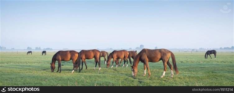 brown horses graze in green meadow under blue sky in warm morning light near utrecht