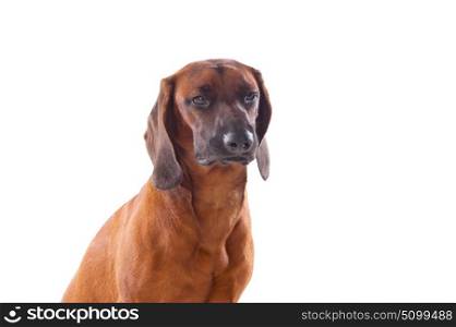 Brown hound of Bavarian isolated on a white background