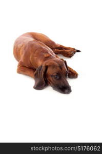 Brown hound of Bavarian isolated on a white background