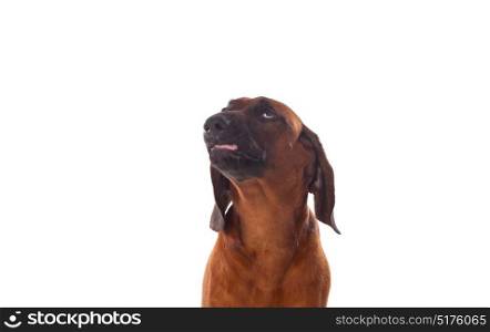 Brown hound of Bavarian isolated on a white background