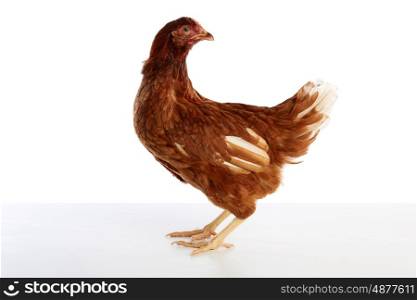 Brown hybrid hen isolated on white background