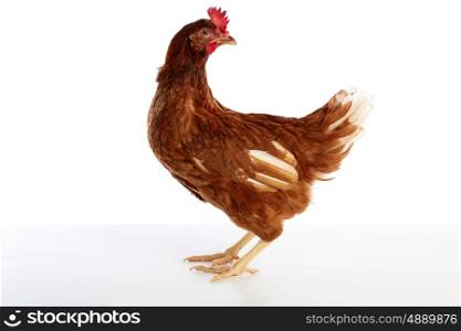 Brown hybrid hen isolated on white background