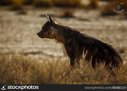Brown hyena in Kgalagadi transfrontier park, South Africa  specie Parahyaena brunnea family of Hyaenidae. Brown hyena in Kgalagadi transfrontier park, South Africa