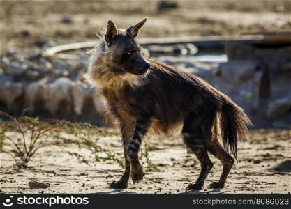 Brown hyena standing front view en dry land in Kgalagadi transfrontier park, South Africa; specie Parahyaena brunnea family of Hyaenidae. Brown hyena in Kgalagadi transfrontier park, South Africa
