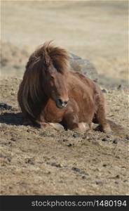 Brown Icelandic Horse resting on the ground