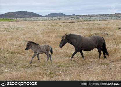Brown Icelandic horses, mare and foal, in pasture with mountains faraway