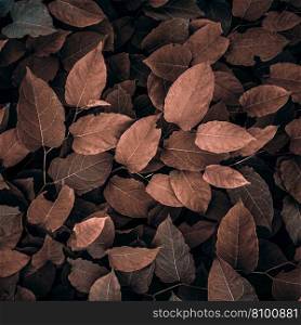 brown japanese knotweed plant leaves in autumn season, brown background
