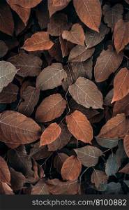 brown japanese knotweed plant leaves in autumn season, brown background
