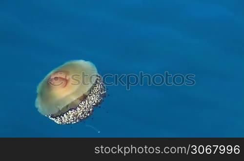 Brown jellyfish (Cotylorhiza tuberculata) in blue water