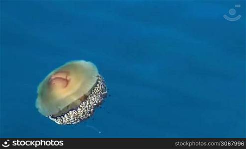 Brown jellyfish (Cotylorhiza tuberculata) in blue water