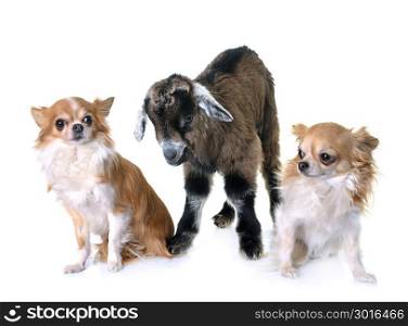 brown kid and dogs in front of white background