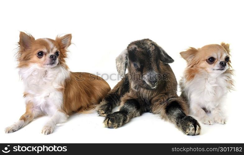 brown kid and dogs in front of white background