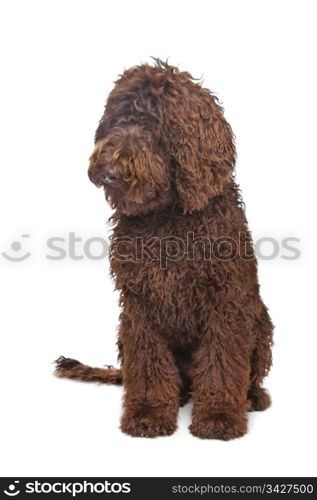 Brown Labradoodle. Brown Labradoodle in front of a white background