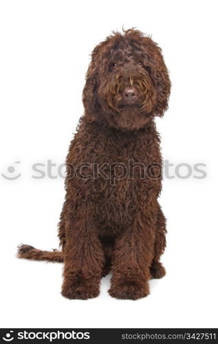 Brown Labradoodle. Brown Labradoodle in front of a white background