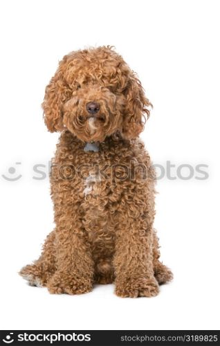 brown Labradoodle. brown Labradoodle sitting in front of a white background