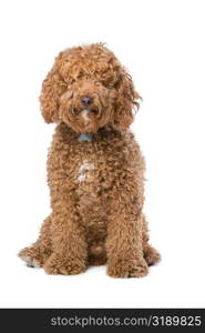 brown Labradoodle. brown Labradoodle sitting in front of a white background