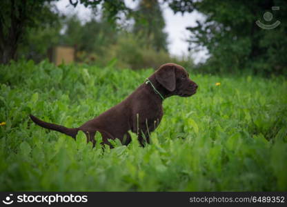 brown labrador puppy is walking on the street. brown labrador puppy
