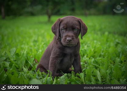 brown labrador puppy is walking on the street. brown labrador puppy