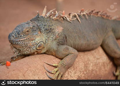 brown land iguana un tropical park