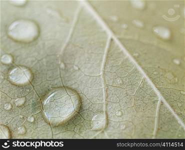 Brown leaf macro with drops