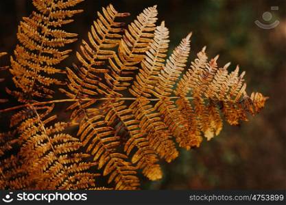 Brown leaf of fern in the nature on a dark background