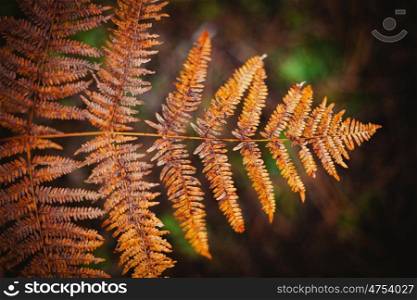 Brown leaf of fern in the nature on a dark background