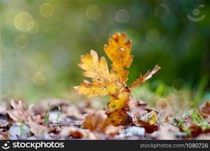 brown leaf with autumn colors in the nature. leaves in autumn season