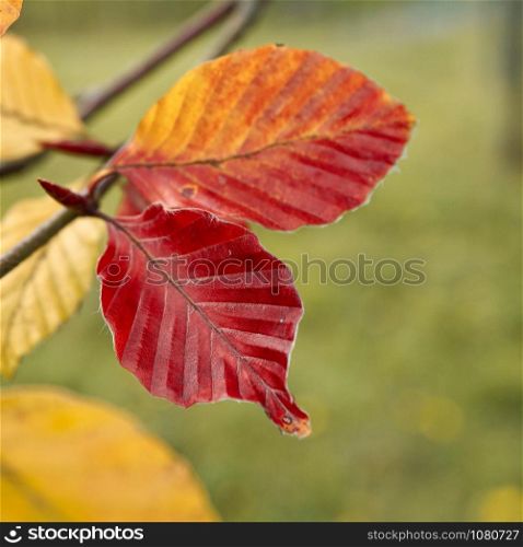 brown leaf with autumn colors in the nature. leaves in autumn season