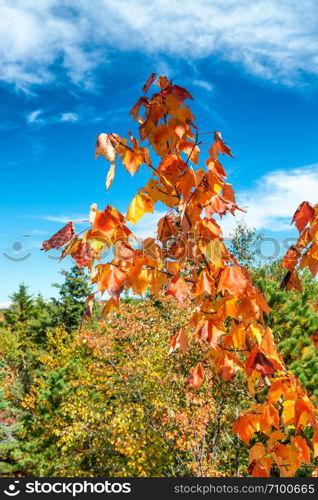 Brown leaves in the wood, foliage season in New England.