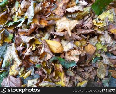 Brown leaves. Pile of brown fallen leaves as a background