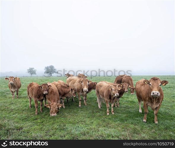 brown limousin cows and calves in misty morning meadow with trees in the background in luxemburg