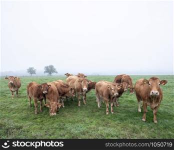 brown limousin cows and calves in misty morning meadow with trees in the background in luxemburg
