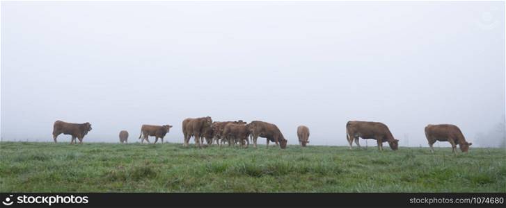 brown limousin cows in green grassy meadow on early morning in the countryside
