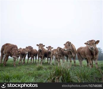 brown limousin cows in green grassy meadow on early morning in the countryside