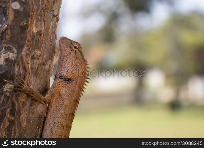 Brown lizard clinging to a branch close-up.
