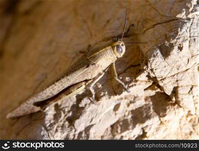 Brown locust on the yellow sandstone