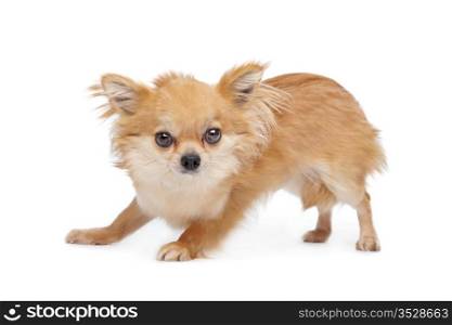Brown long haired chihuahua. Brown long haired chihuahua in front of a white background