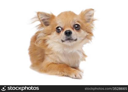 Brown long haired chihuahua. Brown long haired chihuahua in front of a white background