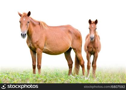 Brown mare and foal looking with suspicion on white background&#xA;